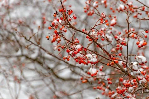 Rowan branch in the snow Foto stock
