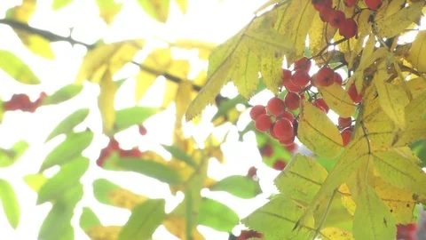 A rowan branch sways in the wind. Stock Footage 116706756