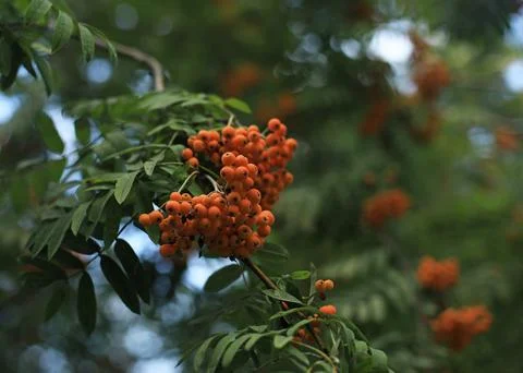 Rowan branch on a tree close-up Stock Photos