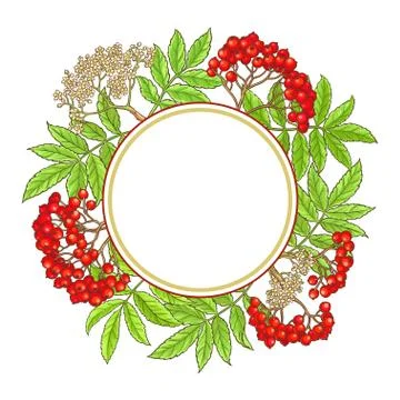 Rowan branch vector frame Stock Illustration