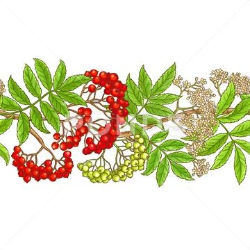 Rowan branch vector pattern Stock Illustration