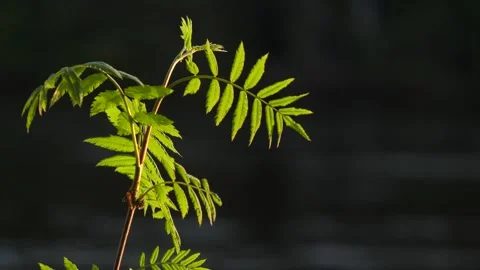 Rowan branch. Water flows on the background Stock Footage 269541496