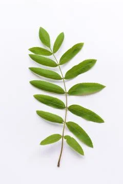 Rowan branch on a white background Stock Photos