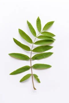 Rowan branch on a white background Stock Photos