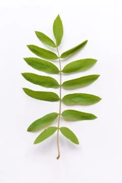 Rowan branch on a white background Stock Photos