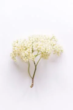 Rowan branch on a white background Stock Photos