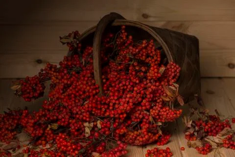 Rowan branches in the basket Stock Photos
