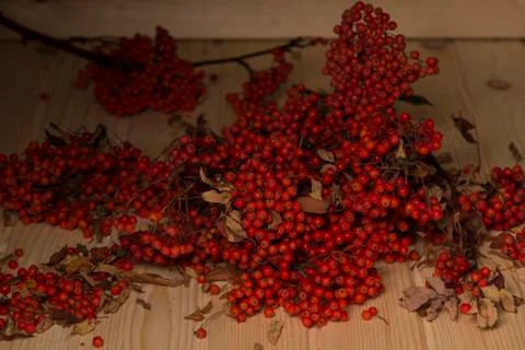 Rowan branches in the basket Stock Photos