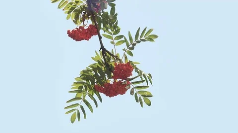 Rowan Branches on a Blue Background Stock Footage 72388305