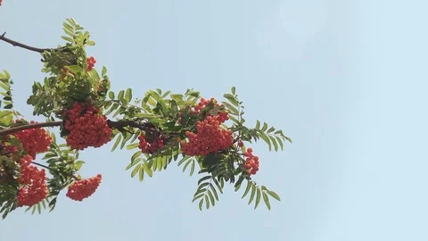 Rowan branches on a blue background Stock Footage 72388354