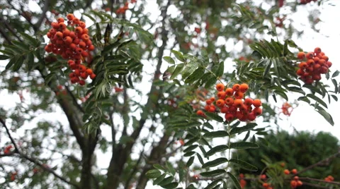 Rowan branches covered with beautiful red berries Stock Footage 65299013