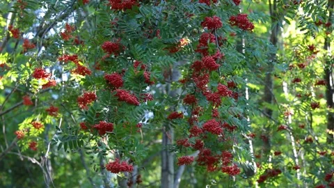 Rowan branches with large clusters of orange berries sway in the wind. Stock Footage 165613042