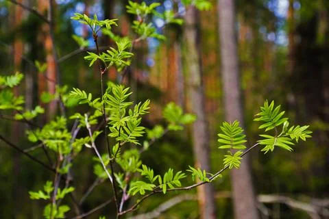 Rowan branches Stock Photos