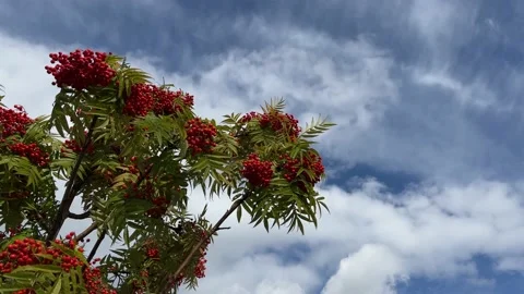 Rowan branches shaking on wind with sky at background Stock Footage 214042698