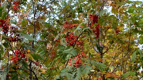 Rowan branches swinging in the wind Stock Footage 116588985