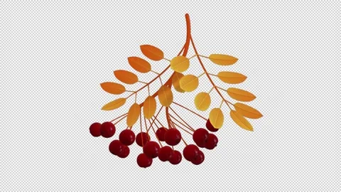 Rowan bunch 3D animation on a seamless loop Stock Footage 283580788