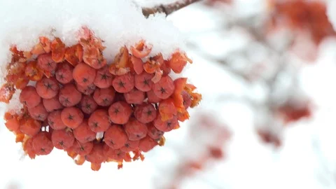 Rowan clusters swaying in the wind, snowfall. Vídeos de archivo 121375413