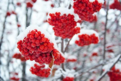 Rowan covered by snow Stock Photos