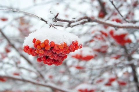 Rowan covered by snow Stock Photos