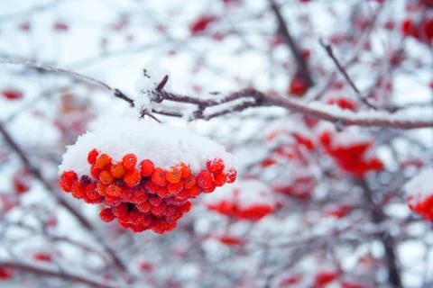 Rowan covered by snow Stock Photos
