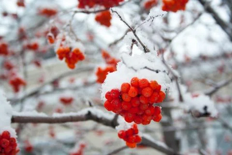 Rowan covered by snow Stock Photos