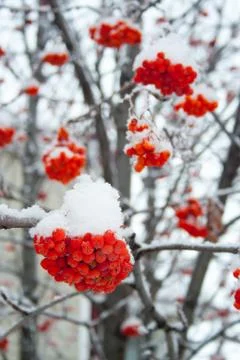 Rowan covered by snow Stock Photos