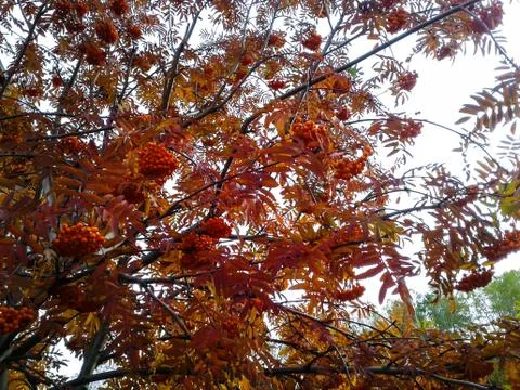 Rowan at the end of summer Stock Photos