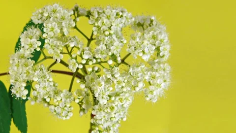Rowan flowers Stock Footage 73196868