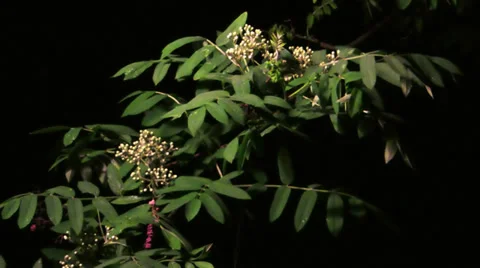 Rowan with flowers at night Video stock 38035714