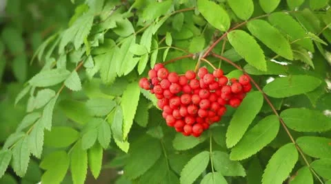 Rowan Stock Footage 11419375