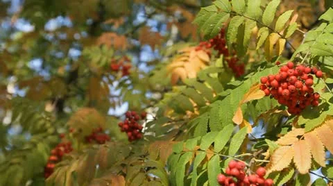 Rowan Vídeo Stock 12373452