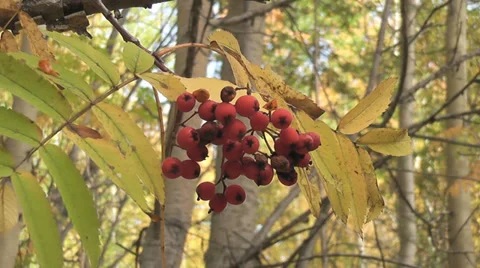 Rowan Stock Footage 28504845