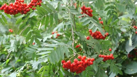 Rowan Stock Footage 79623989