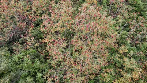 Rowan Stock-Footage 332006443