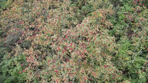 Rowan Stock Footage 332547524