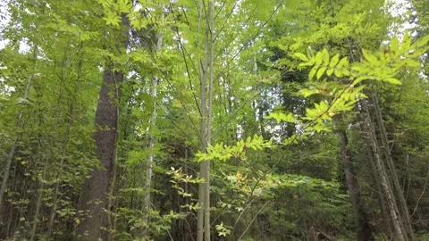 Rowan in the forest 動画素材 159664213