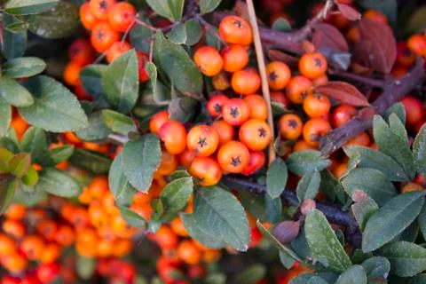 Rowan fruit close up view Stock Photos
