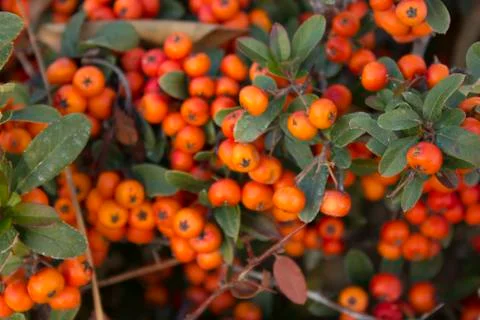 Rowan fruit Stock Photos