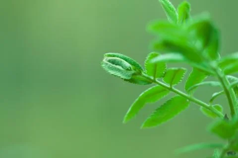 Rowan green background Stock Photos