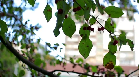 Rowan green leaves Stock Footage 68109245