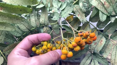 Rowan in hands, checking ripeness. Bunches of rowan berries Vídeo Stock 239811891