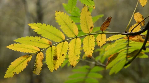 Rowan leaf in autumn Stock Footage 32143493