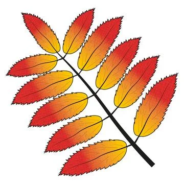 Rowan leaf, fall Illustrazione stock