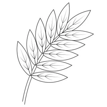 Rowan leaf. Part of the tree with veins. Stock Illustration