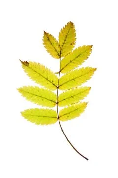 Rowan leaf Stock Photos