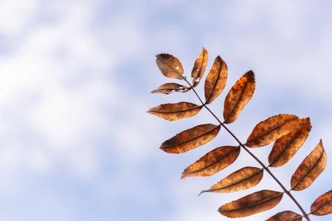 Rowan leaf Stock Photos