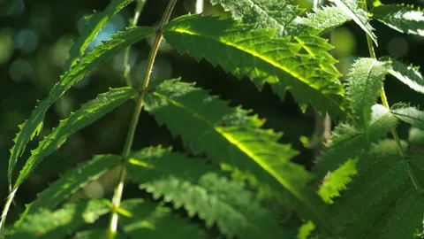 Rowan leaf in the summer in the wind. close-up. Video stock 158861260