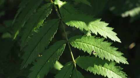 Rowan leaf in the summer in the wind. close-up. Video stock 158861277