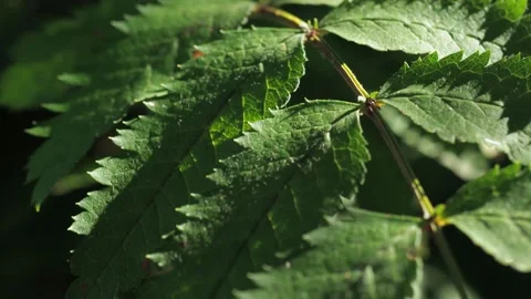 Rowan leaf in the summer in the wind. close-up. Stock-Footage 158861302
