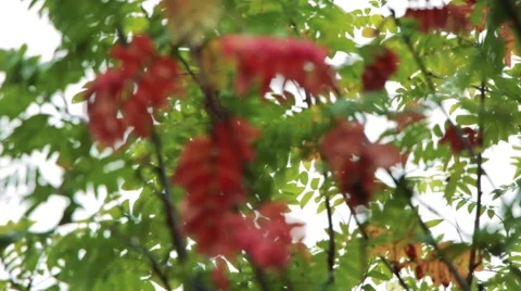 Rowan leaves in autumn colors Stock Footage